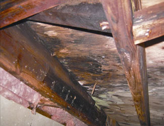 mold and rot in a Sierra Vista crawl space